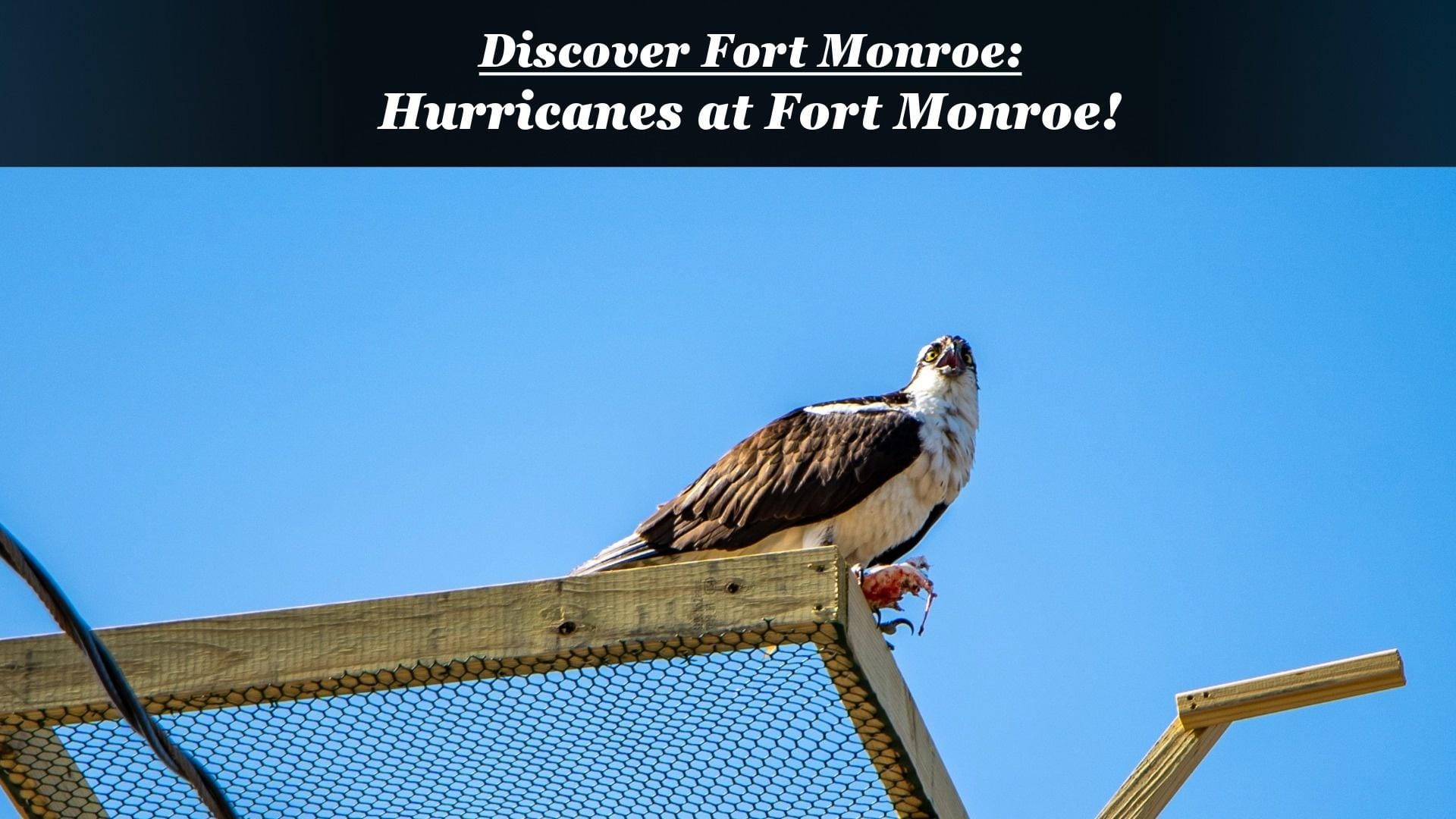 Discover Fort Monroe: Tidewater Wildlife Rescue Aids Ospreys