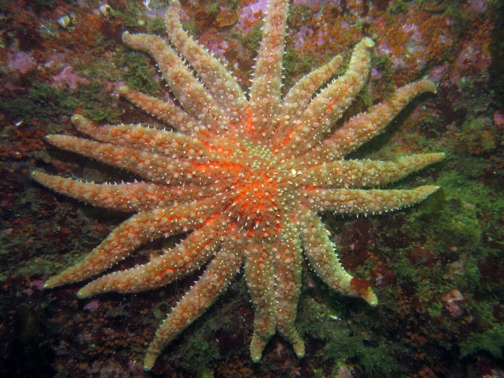 A healthy sunflower sea star is seen on the seafloor in 2014. (Photo by Ed Gullekson/Washington Department of Fish and WIldlife, provided by NOAA Fisheries)
