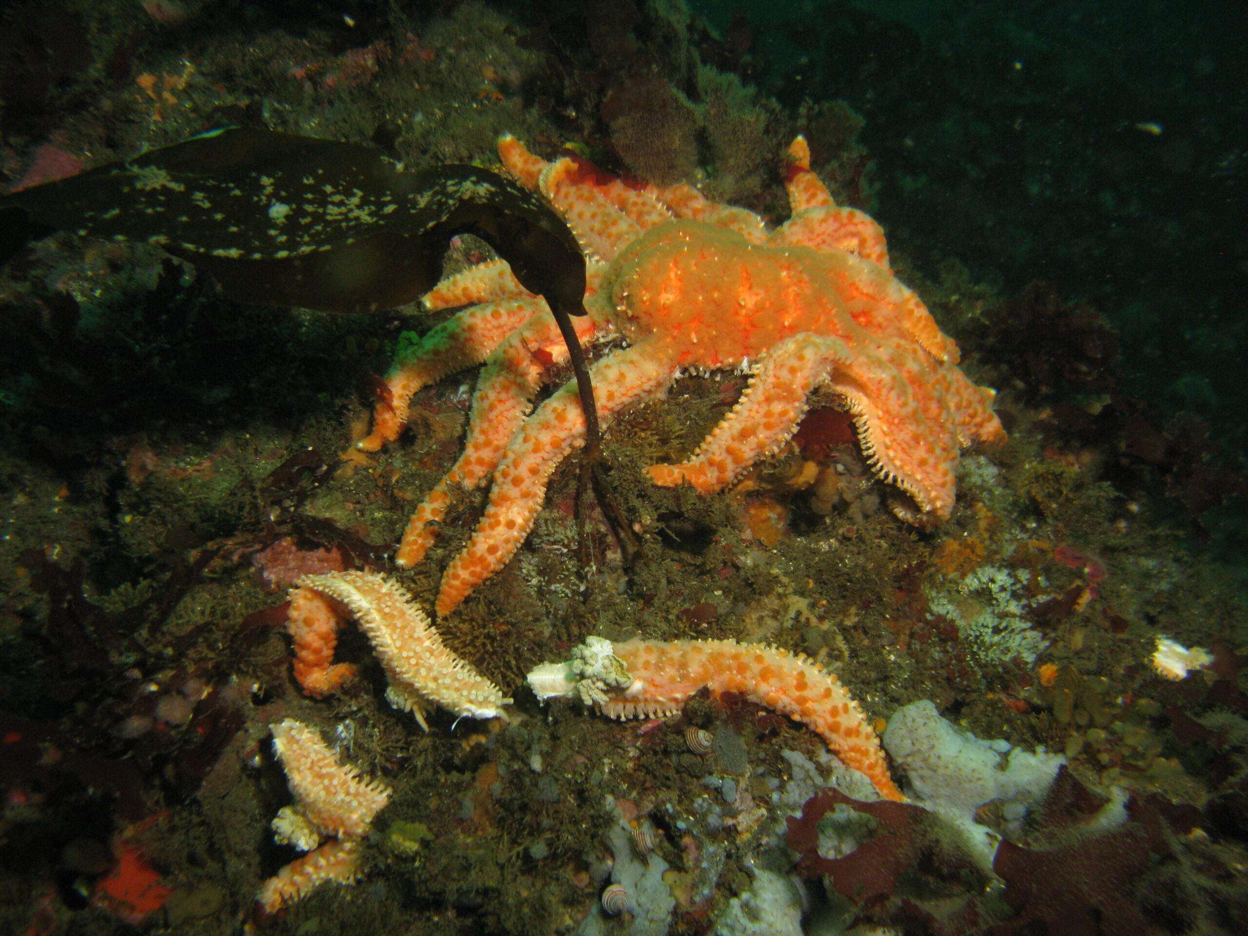 A sunflower sea star is seen in 2014 with early symptoms of wasting syndrome, including lesions and arms that curl and break off. (Photo by Janna Nichols/NOAA Fisheries)