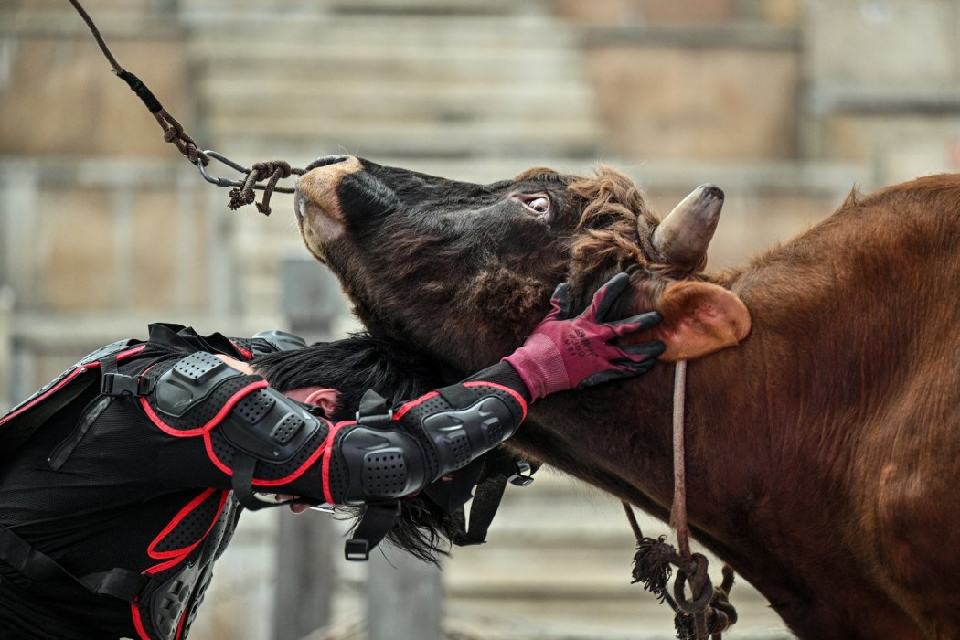 This photo taken on June 17, 2026 shows a bull wrestler grasping a bull during a training session before the 15th China Bullfighting championship at an arena in Jiaxing, China's Zhejiang province. Photo: Hectar Ratamal/AFP.