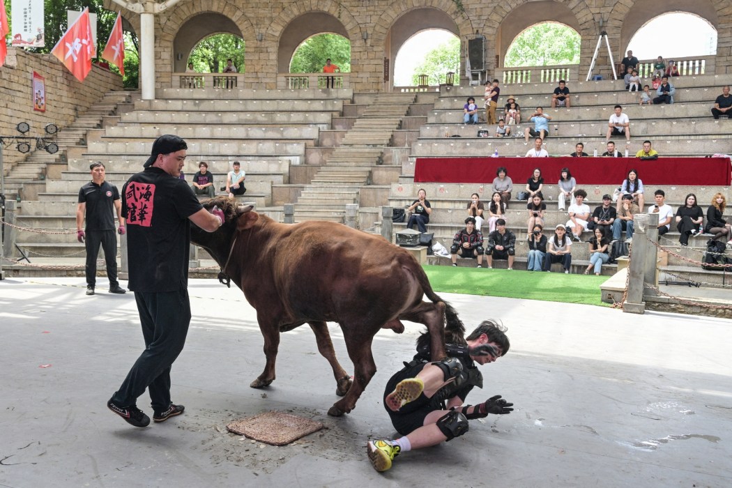 This photo taken on June 17, 2026 shows a bull wrestler falling to the ground during a training session before the 15th China Bullfighting championship at an arena in Jiaxing, China's Zhejiang province. Photo: Hectar Retamal/AFP.