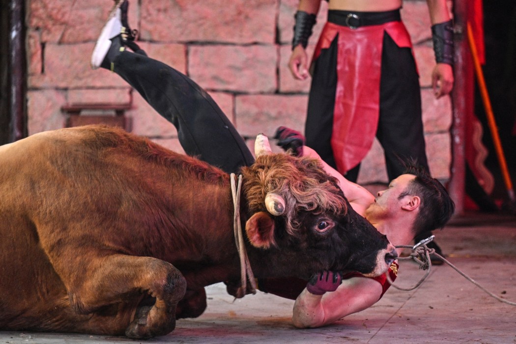 This photo taken on June 18, 2026 shows a trainer grasping a bull and brings it to the ground during the 15th China Bullfighting championship at an arena in Jiaxing, China's Zhejiang province. Photo: Hectar Retamal/AFP.