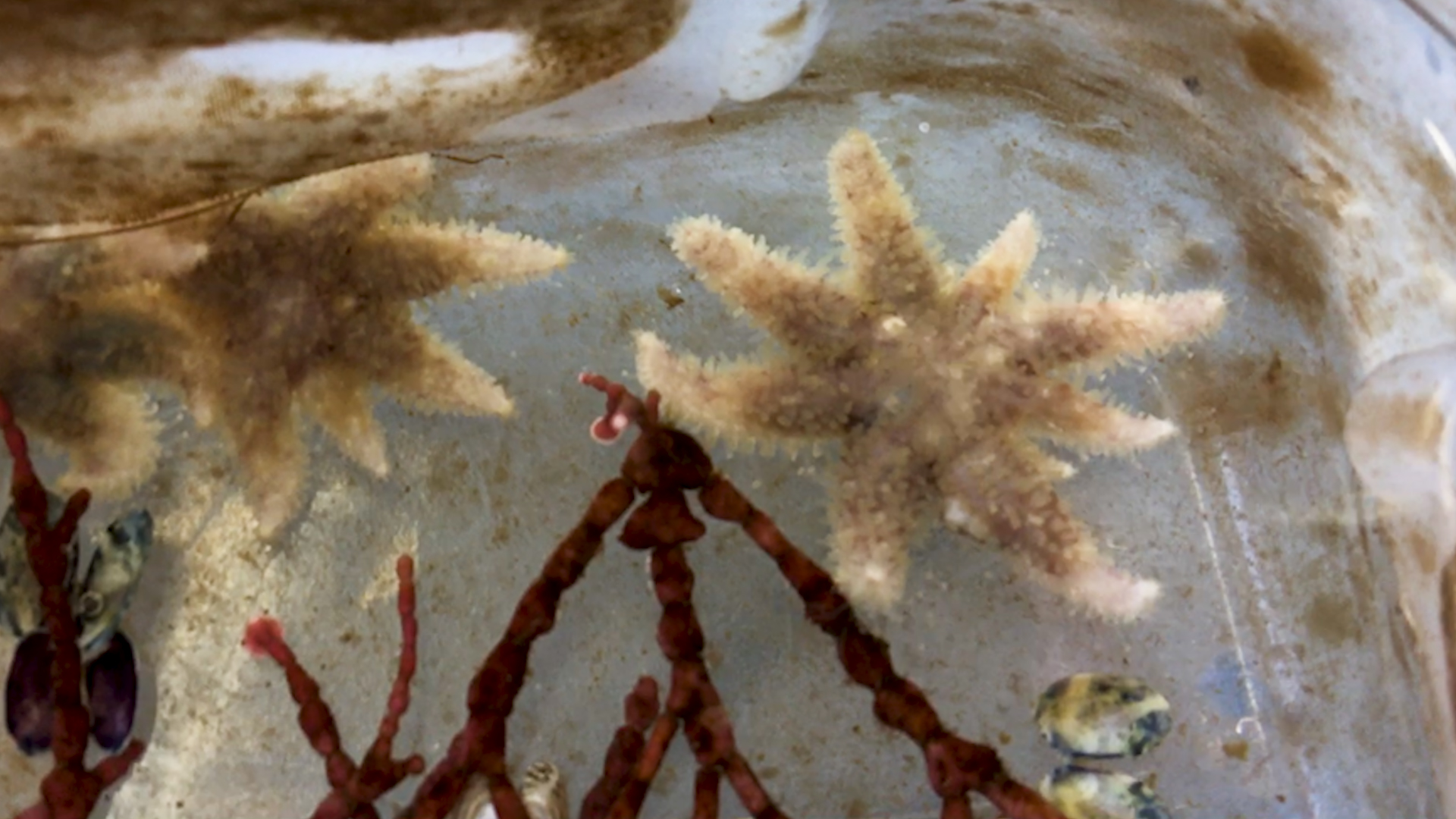Juvenile sunflower sea stars are seen on the bottom and along the side of a container at the University of Washington's Friday Harbor Laboratories. These sea stars, approximately 1 year old, were the firist to be raised in captivity in the UW project that started in 2019, The project includes release of captive-raised sea stars into the wild. The sunflower sea star captive breeding program is a partnership between University of Washington and The Nature Conservancy. (Photo by Kiyomi Taguchi/University of Washington)