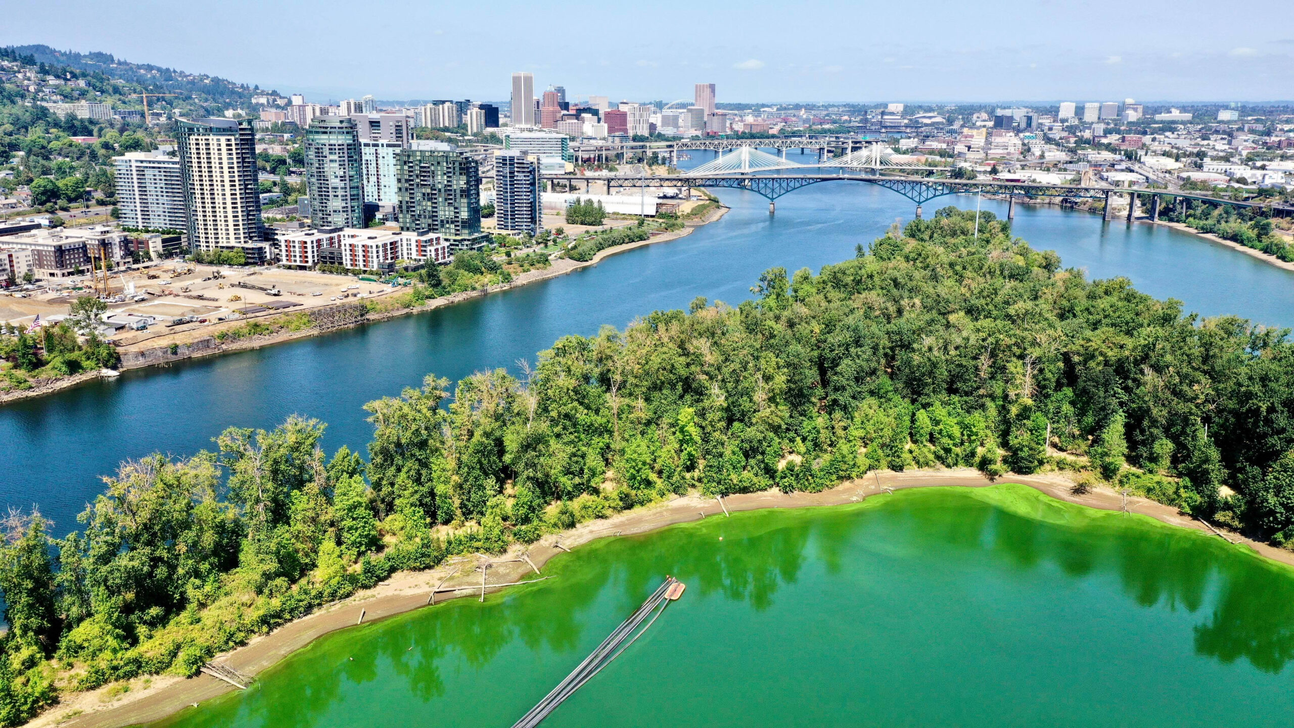 A large green algal bloom covers the Ross Island Lagoon on the Willamette River DATE. (Photo courtesy of the Human Access Project)