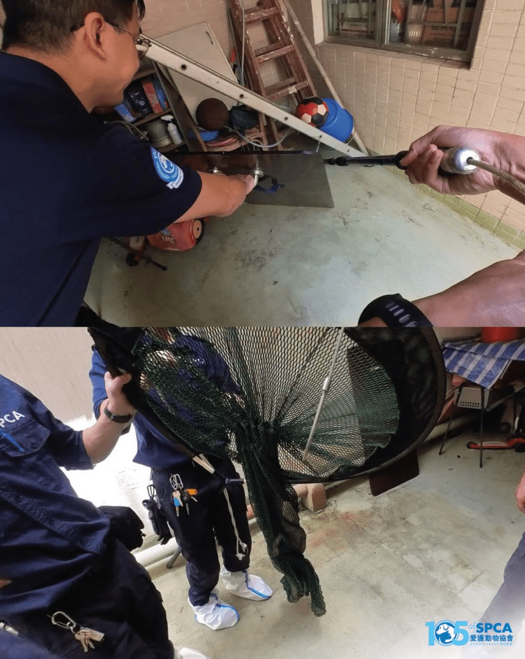 A juvenile crocodile was collected by the SPCA on Wednesday, June 25, 2026.