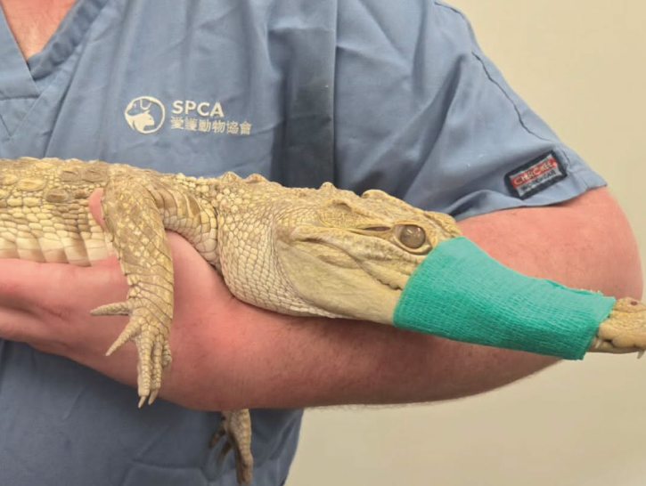 A juvenile crocodile was collected by the SPCA on Wednesday, June 25, 2026.