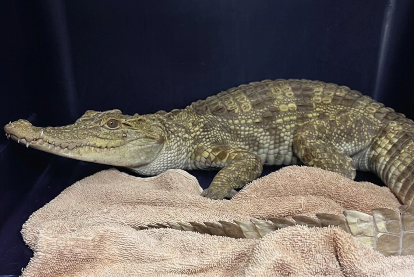 The juvenile crocodile collected by the SPCA on Wednesday, June 25, 2026.