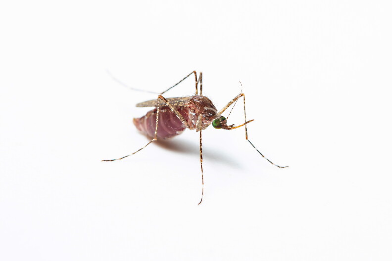 Close-up of a female mosquito -culex tarsalis