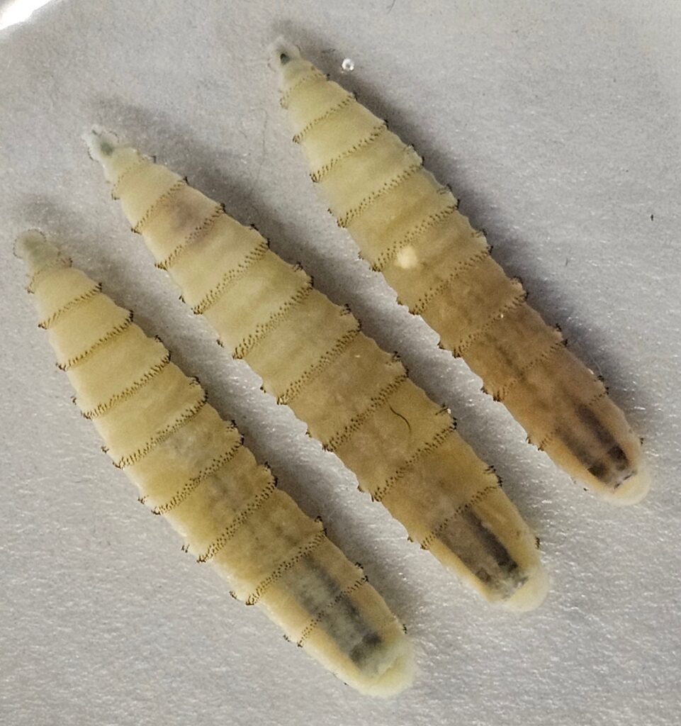 Close of three New World screwworm larvae. (Photo by Sohath Yuseff-Vanegas, USDA Agricultural Research Service)