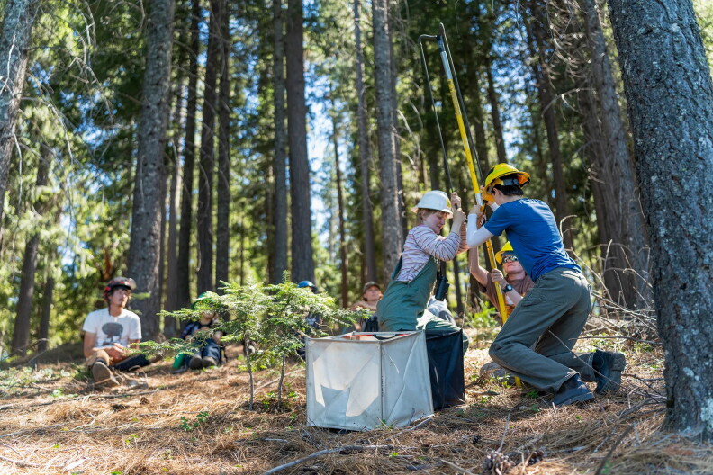 Several people wearing hard hats work together in a conifer forest, using a long field instrument while others sit nearby observing. Young tree seedlings and a white field container are visible in the foreground, with tall pine trees and dappled sunlight throughout the scene.