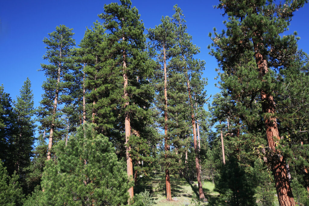 A Ponderosa pine stand in the Malheur National Forest of eastern Oregon. (Photo courtesy of the U.S. Forest Service)