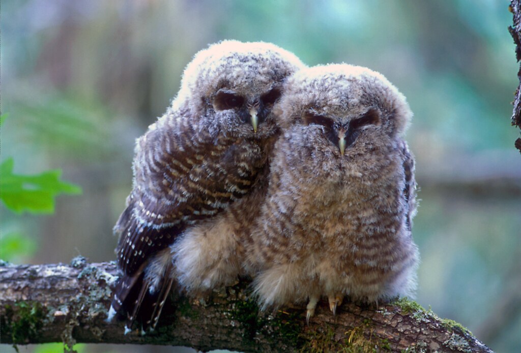 For decades, federal wildlife officials have protected old-growth forests as critical habitat for northern spotted owls. But a new interpretation of the Endangered Species Act issued by the Trump administration removes protections for wildlife habitat. (Photo by Tom Kogut/U.S. Forest Service via U.S. Fish and Wildlife Service on Flickr)