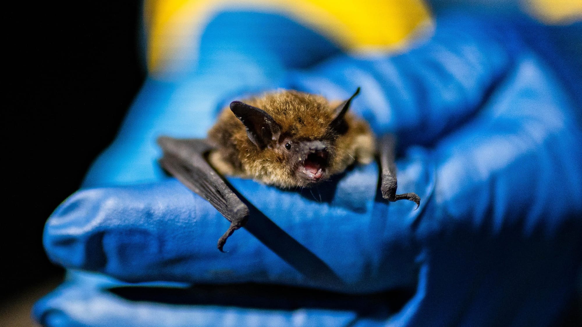 White-nose syndrome continues spread among bats in Colorado