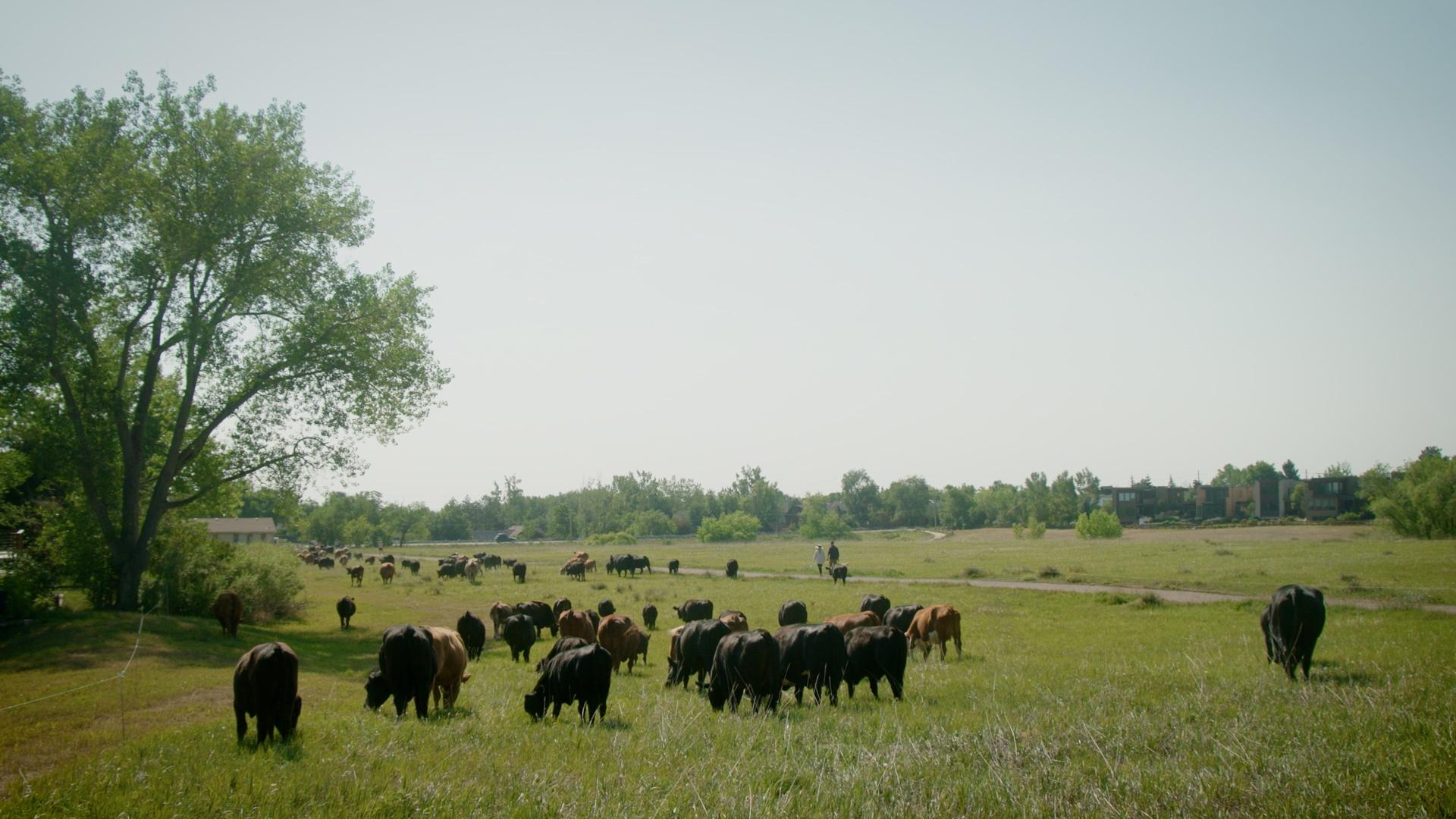Cows reduce Boulder fire danger one bite at a time