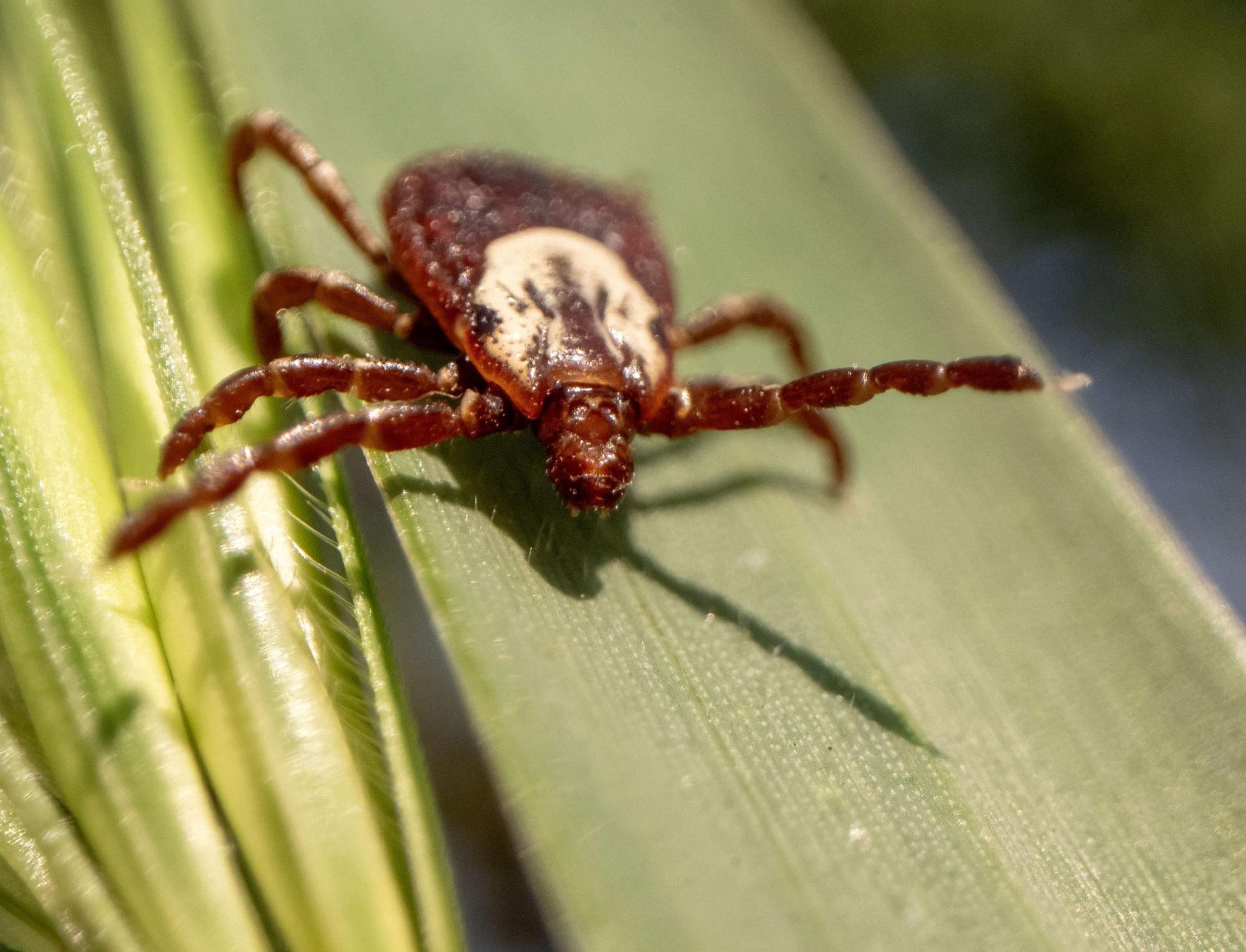 What to know as ticks spread and bring new threats