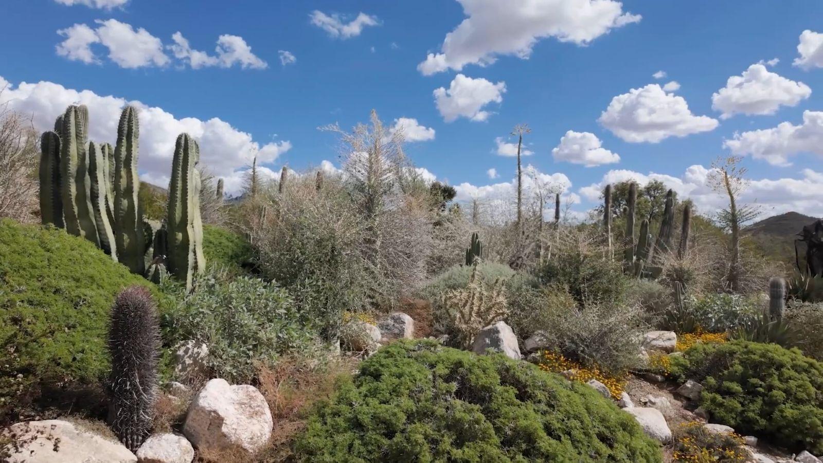 DESERT SEEDS, BEES & WILDCATS