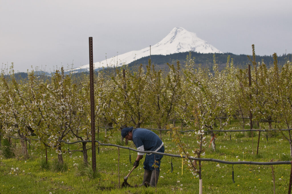 A farmer works on an apple orchard in Hood River, Ore. on April 26, 2010. Columbia Gorge fruit growers say they are struggling to meet new overtime and housing requirements for farmworkers on top of crop failures, rising inputs and grocer consolidation driving down prices. (Photo courtesy of the Oregon Department of Agriculture)