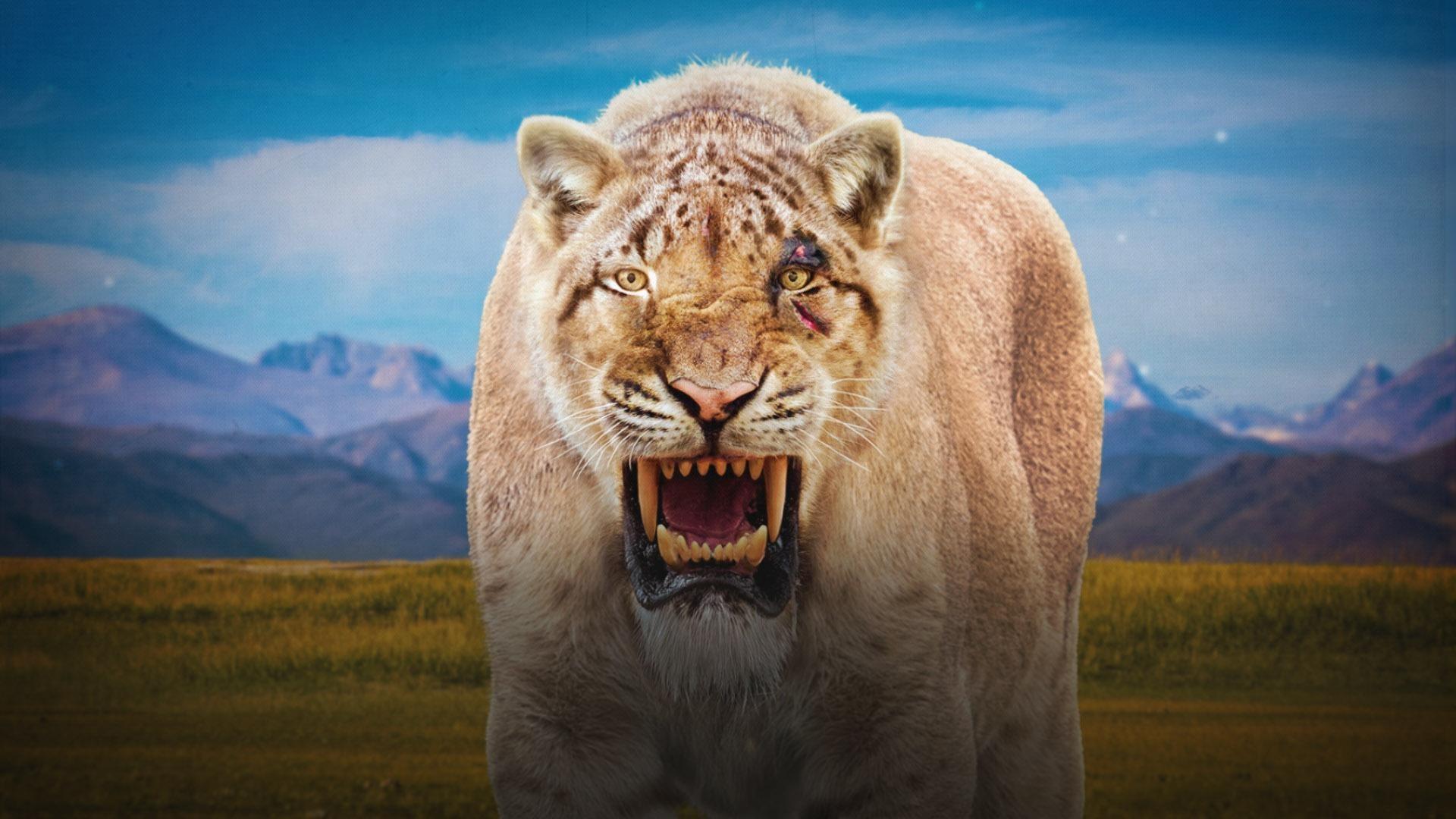 How A Geological Event Created The Ultimate Cat