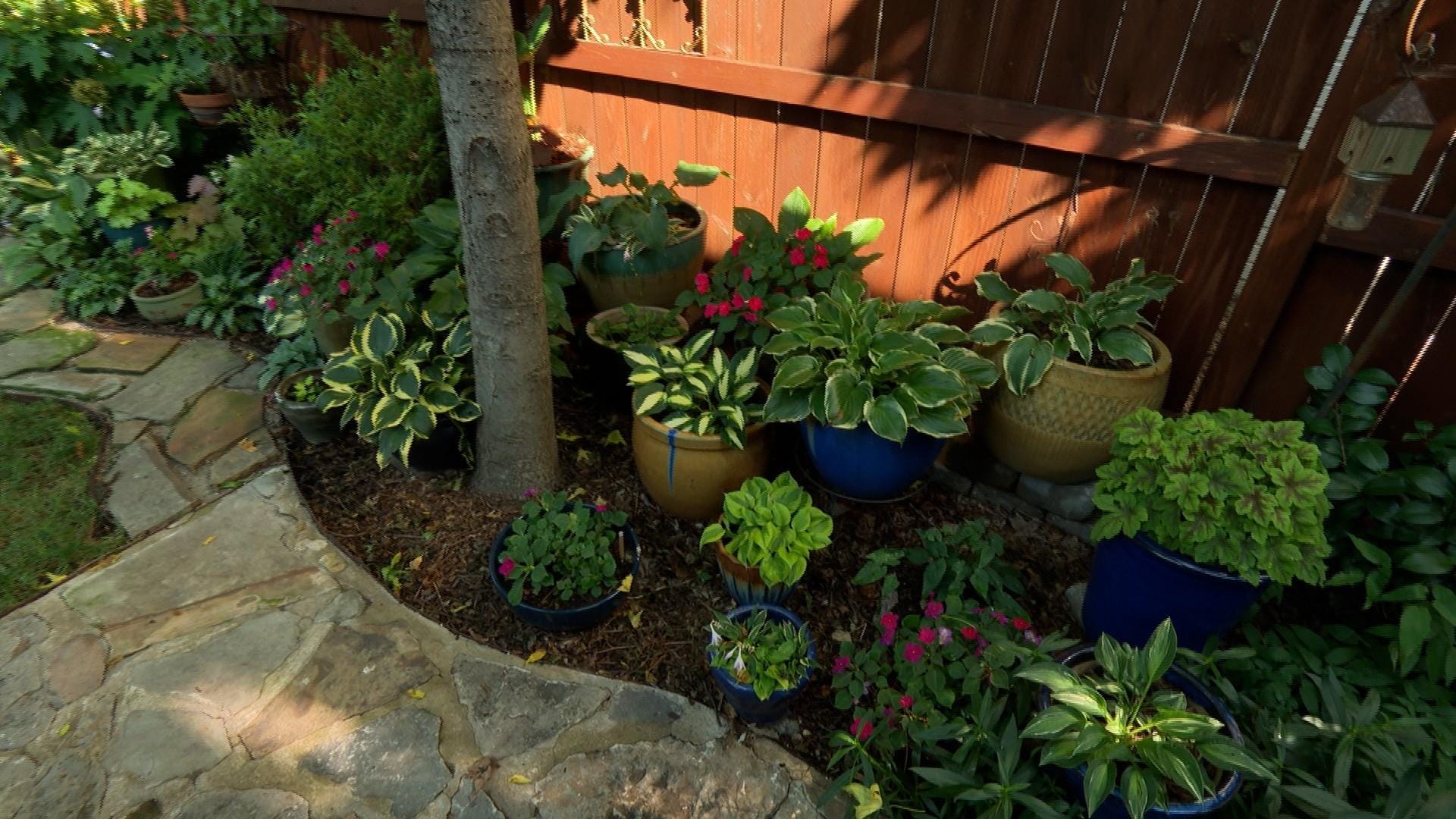 Volunteer Gardener 3505