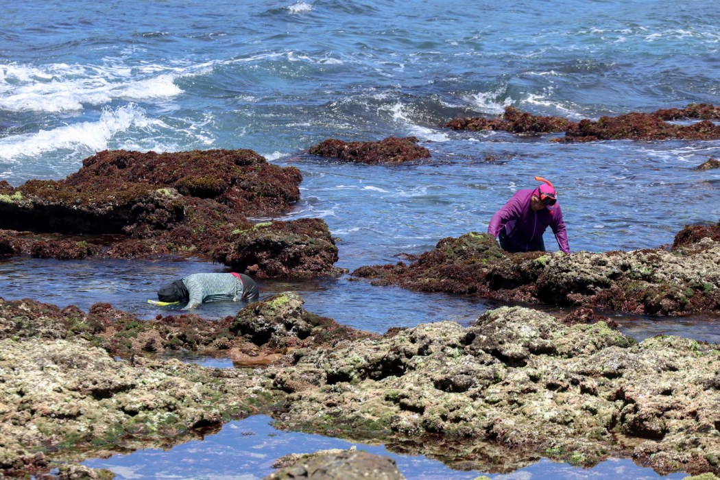 Seawomen search for gelidium algae, locally known as "stone flowers", among rocks in the intertidal zone along Taiwan's northeastern coast in New Taipei City on May 18, 2026. Photo by I-Hwa Cheng/AFP.