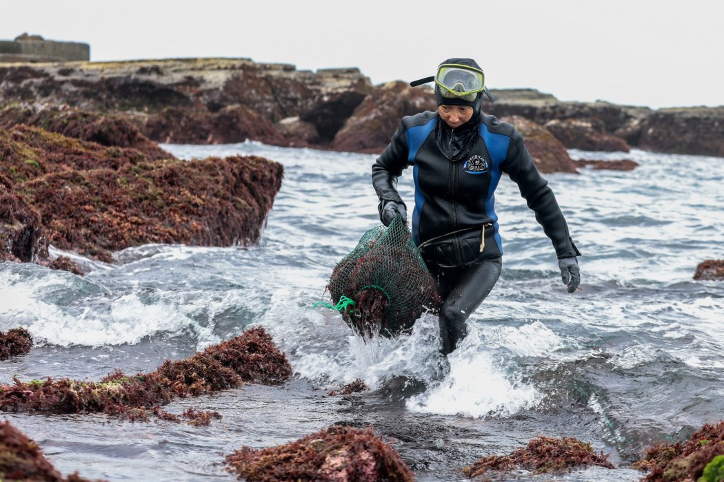 Wu Feng-chiao, 72, carries a freshly harvested load of gelidium algae, locally known as "stone flowers", along Taiwan's northeastern coast in Magang fishing village in New Taipei City on June 16, 2026. Photo: I-Hwa Cheng/AFP.