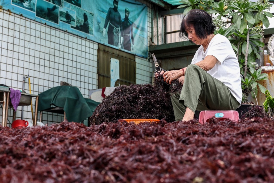 Wu Feng-chiao, 72, trims debris and other impurities from freshly harvested gelidium algae, locally known as "stone flowers", outside her home in Magang fishing village in New Taipei City on June 16, 2026. Photo: I-Hwa Cheng/AFP.