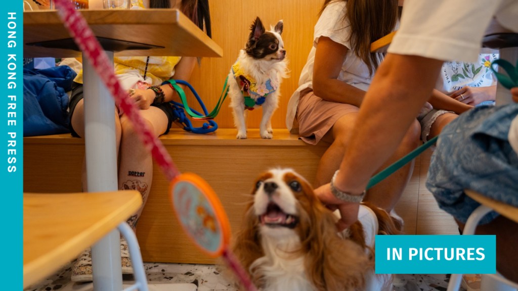 Pet dogs inside Wan Land Mori cafe in Kowloon City on July 12, 2026. Photo: Kyle Lam/HKFP.