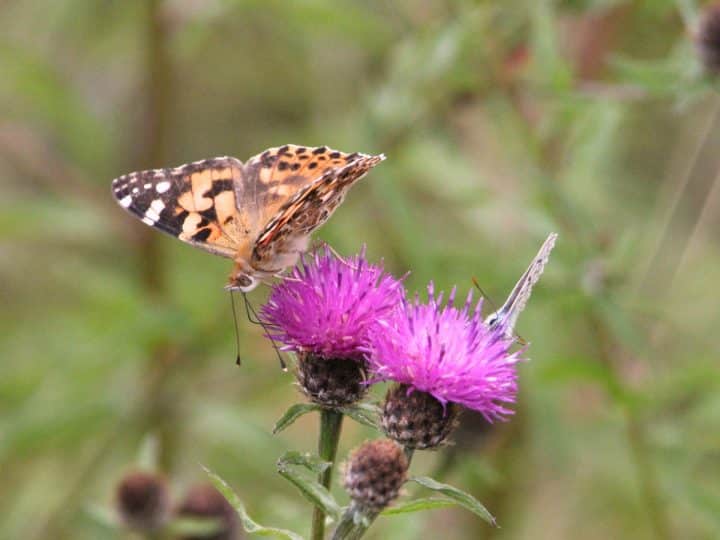 Butterflies - painted lady and silver-studded blue