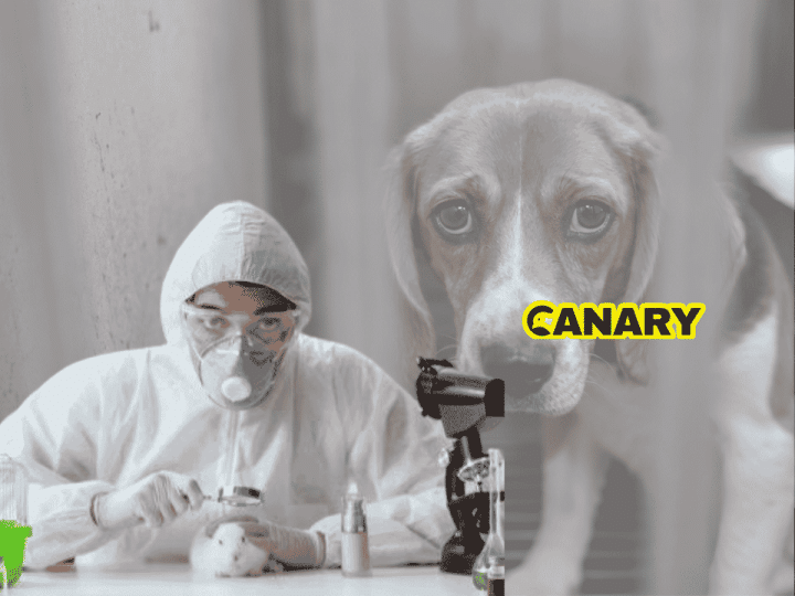 Animal testing: In the background is a picture of a sad looking beagle locked in a cage. In the foreground is an animal researcher who is looking at the camera. They have a white lab suit on, gloves and a mask and are experimenting on a white rabbit. Next to them, on the right, is the Canary logo