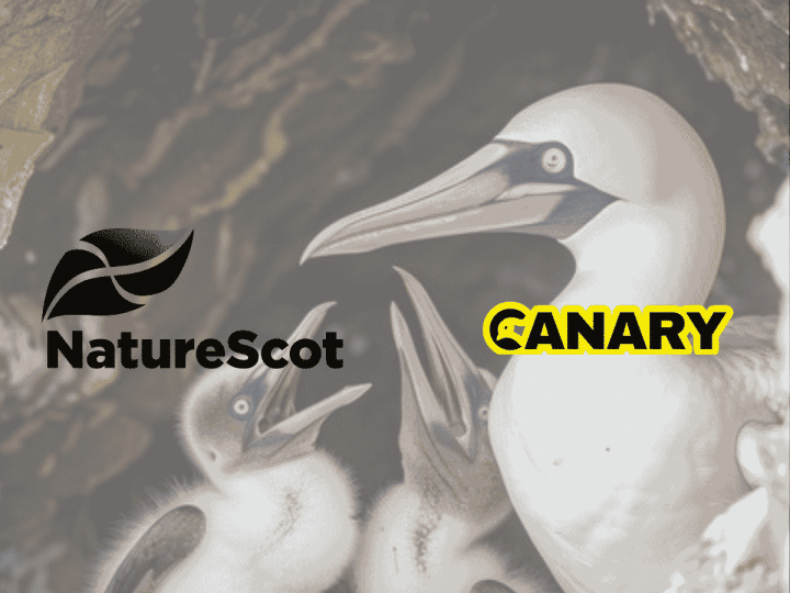 In the background is an image of a fully grown gannet and their two chicks on the left hand side. In the foreground on the left hand side is the logo for NatureScot in black. To the right of that is the Canary logo.