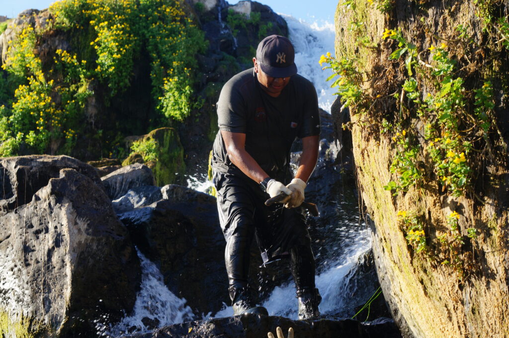 Members of the Yakama Nation harvest Pacific lamprey at Wilumpt, or Willamette Falls, near Oregon City on June 24, 2026. The lamprey are an ancient and culturally significant species for many Northwest tribes. (Photo by Alex Baumhardt/Oregon Capital Chronicle)