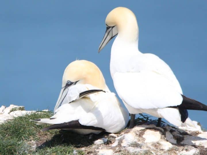 Gannets (illustrative) guga hunt