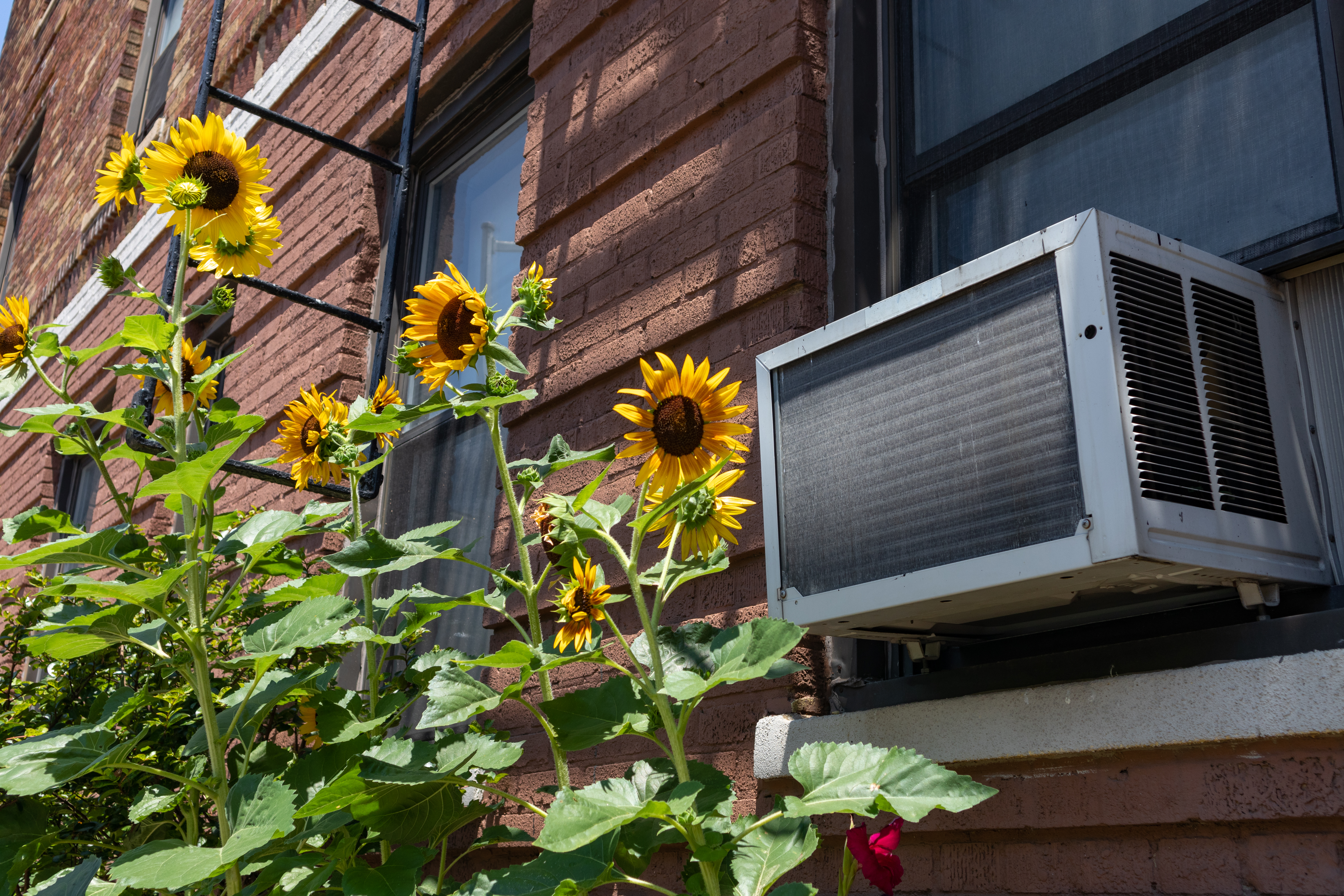 A window air conditioning unit outside an old brick apartment building above a garden with yellow sunflowers during summer in Astoria Queens New York