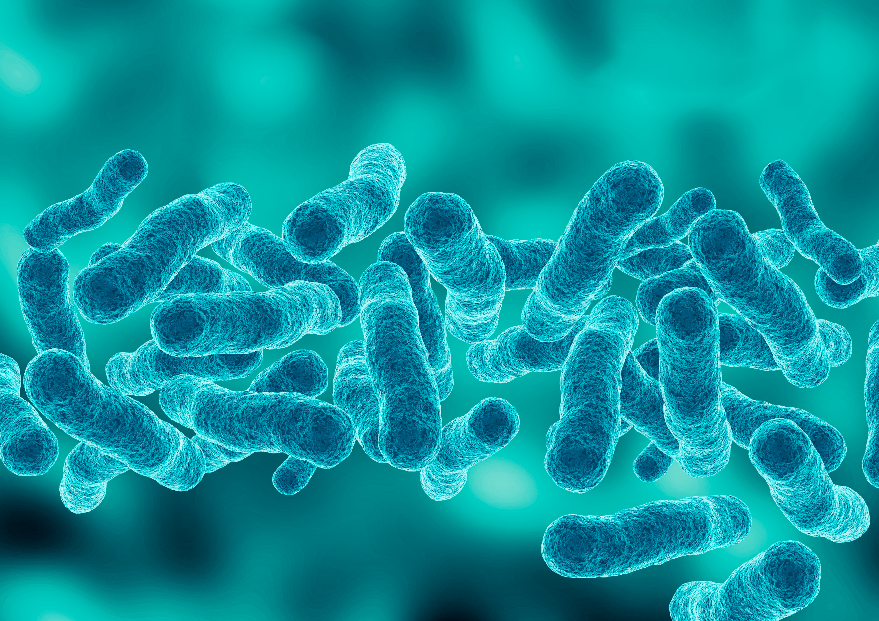 Legionella pneumophila, which causes Legionnaires' disease, is seen in a microscopic view.
