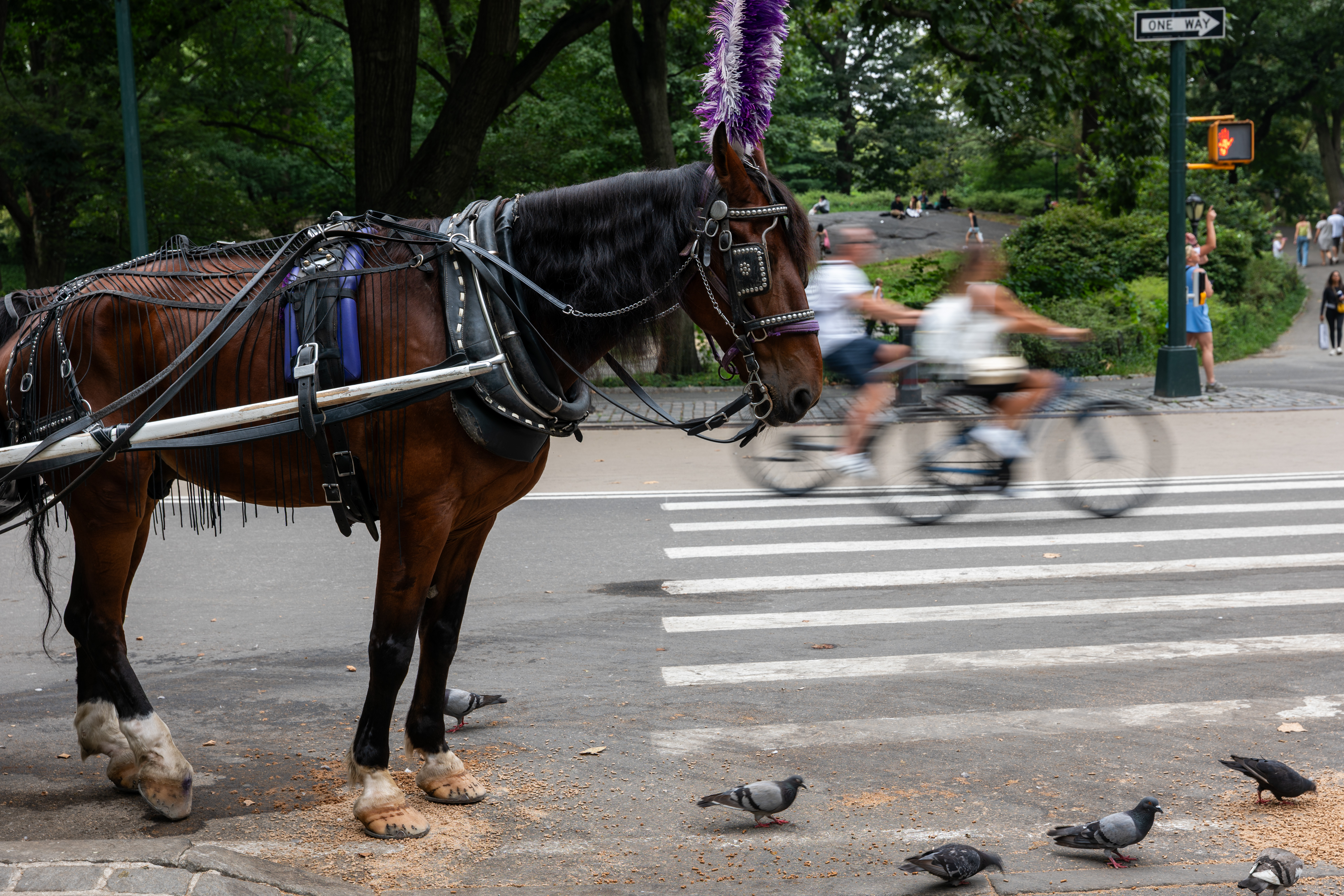 Carriage horses move through Central Park in Midtown Manhattan on Aug. 6, 2025 in New York City.