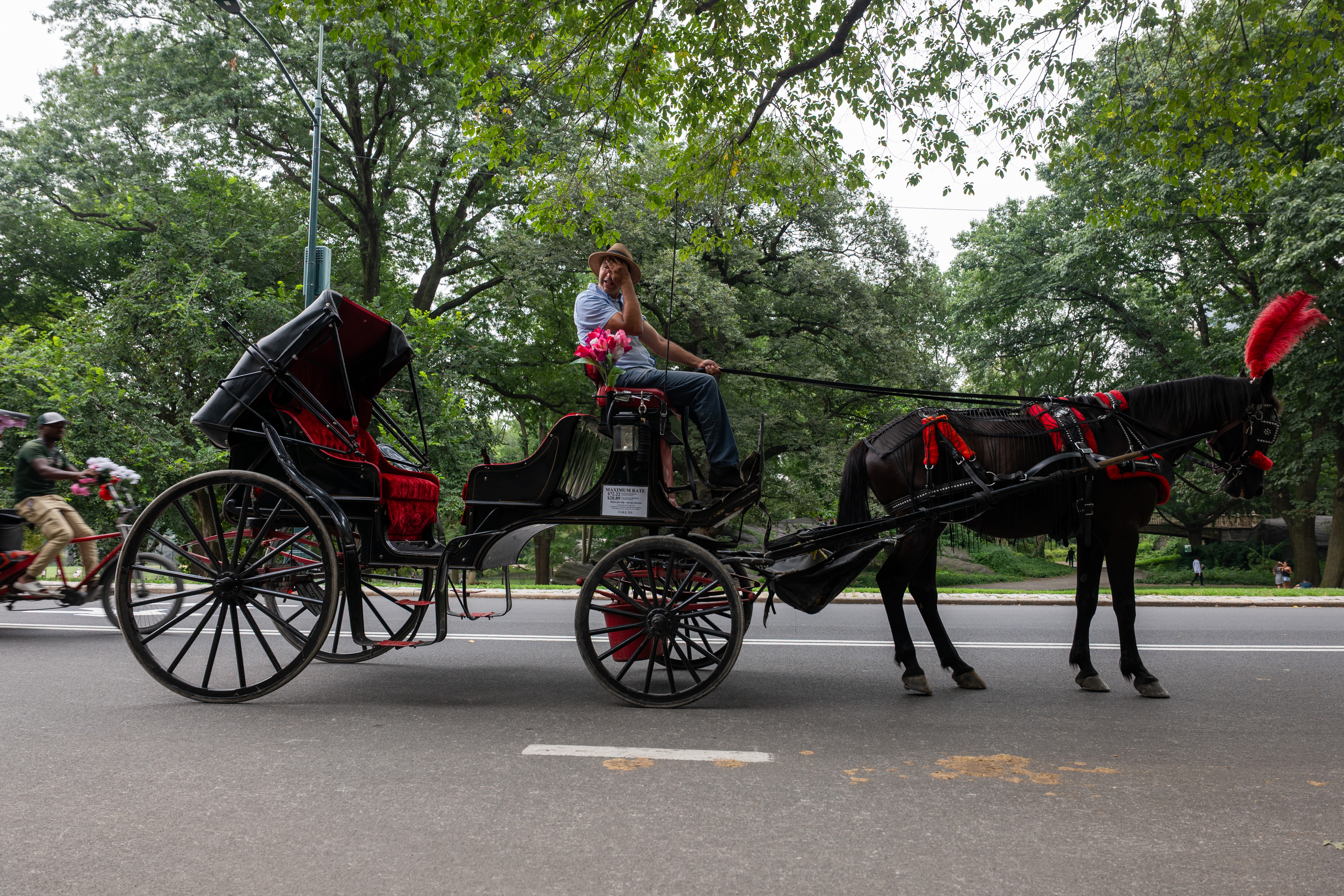 Carriage horses move through Central Park in midtown Manhattan on Aug. 6 of last year.