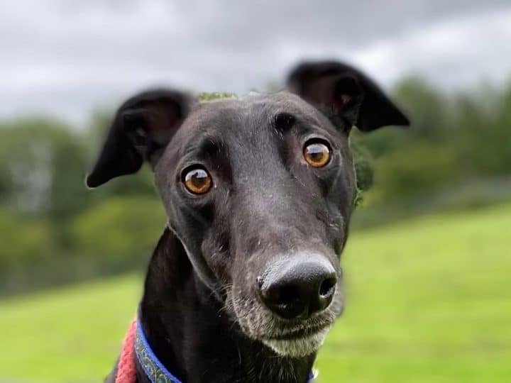 Greyhound racing: a retired dog pictured in a close up