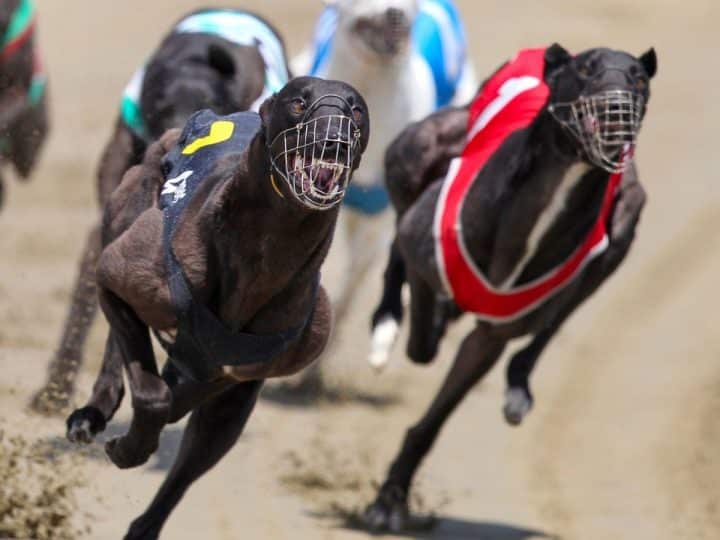 Greyhound racing