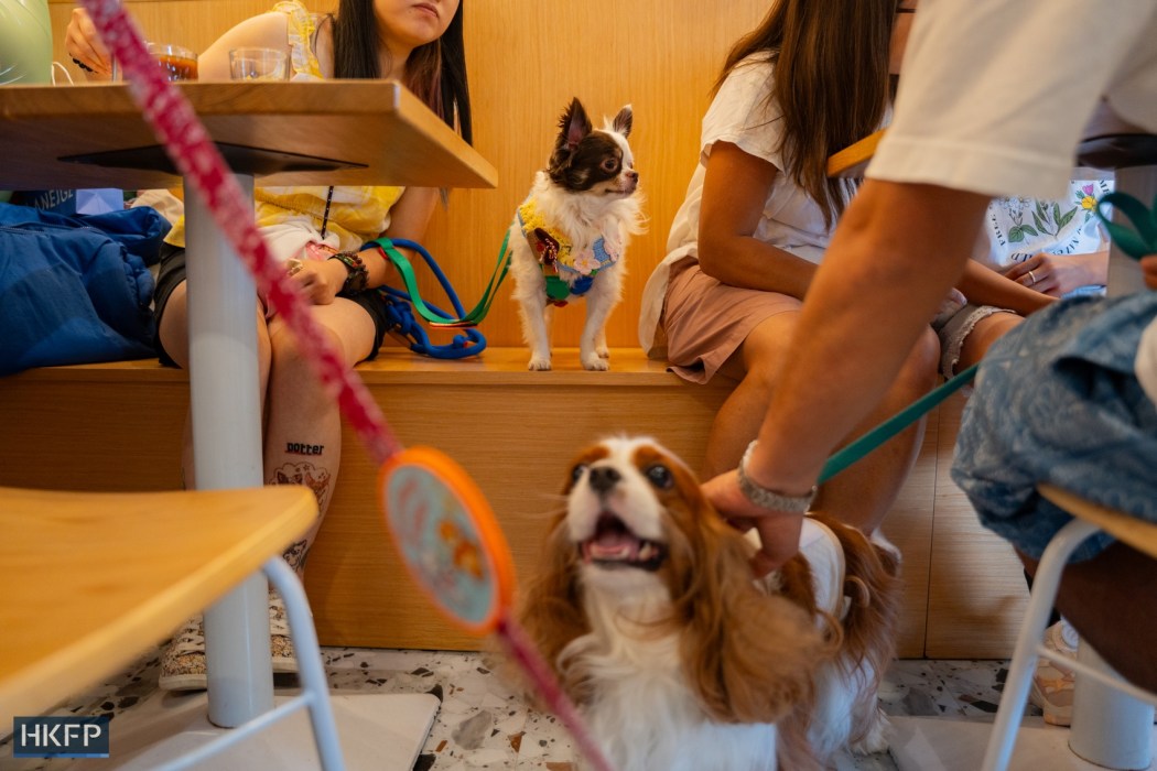 Pet dogs inside Wan Land Mori cafe in Kowloon City on July 12, 2026. Photo: Kyle Lam/HKFP.