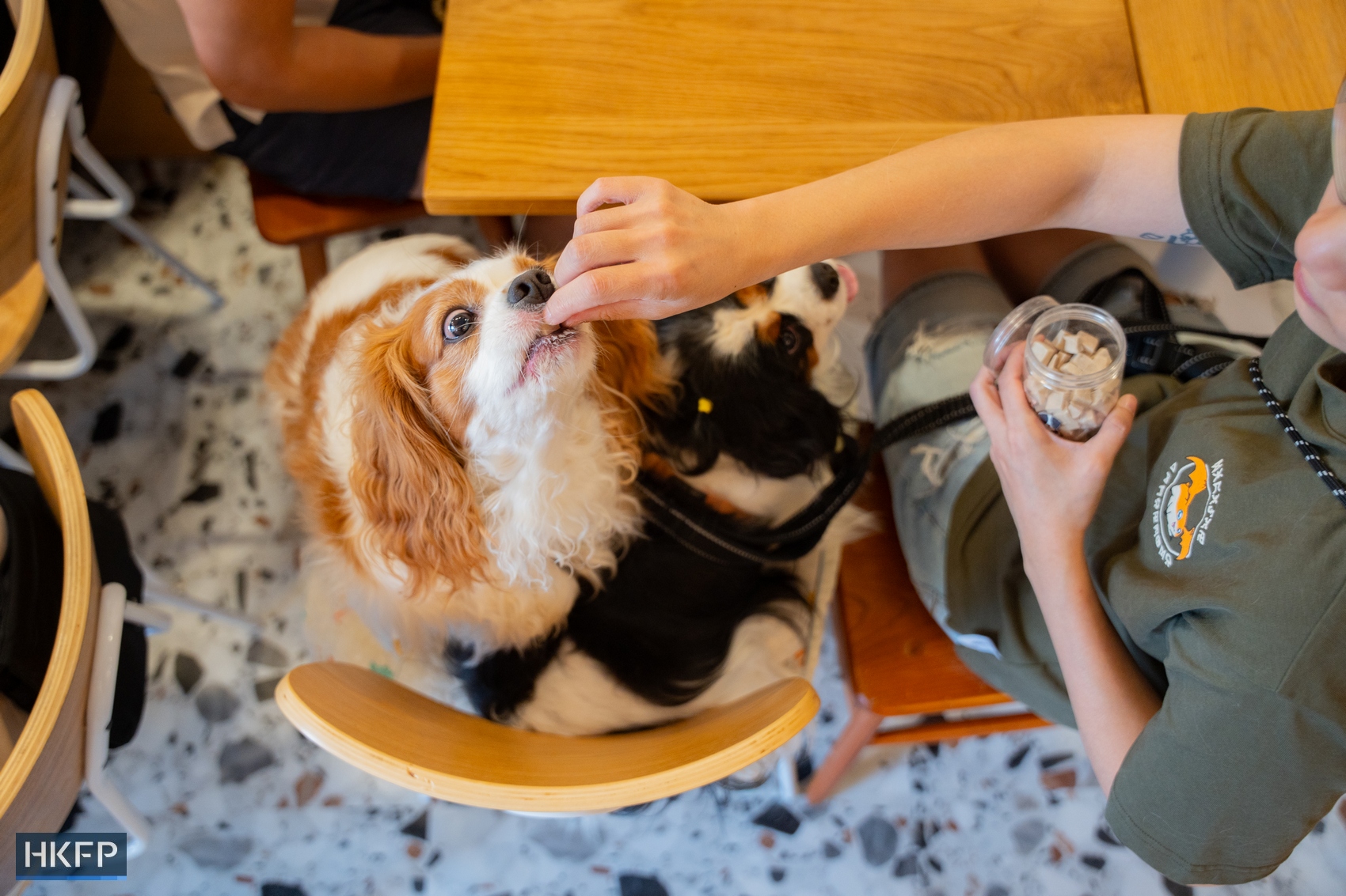Pet dogs inside Wan Land Mori cafe in Kowloon City on July 12, 2026. Photo: Kyle Lam/HKFP.