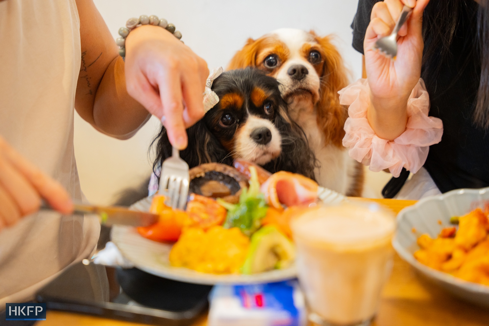 Pet dogs inside Wan Land Mori cafe in Kowloon City on July 12, 2026. Photo: Kyle Lam/HKFP.