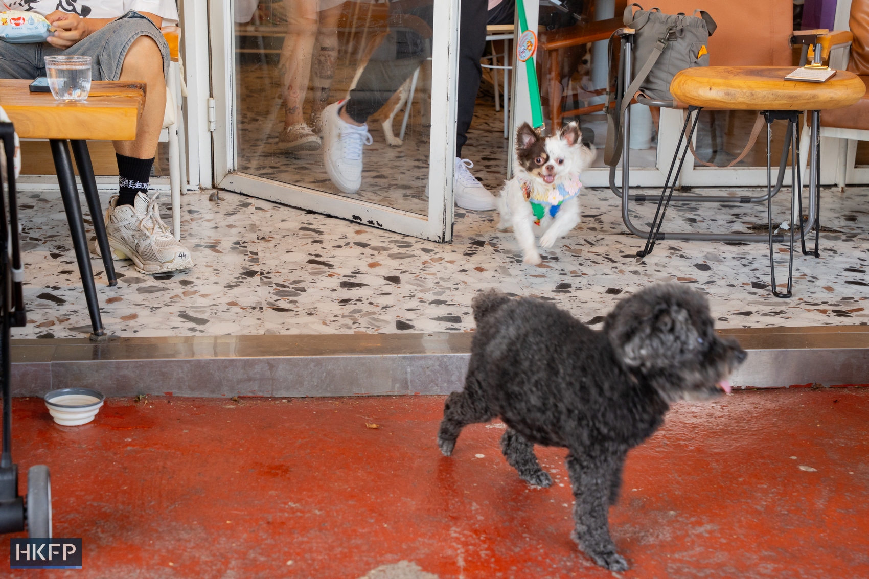 Pet dogs inside Wan Land Mori cafe in Kowloon City on July 12, 2026. Photo: Kyle Lam/HKFP.