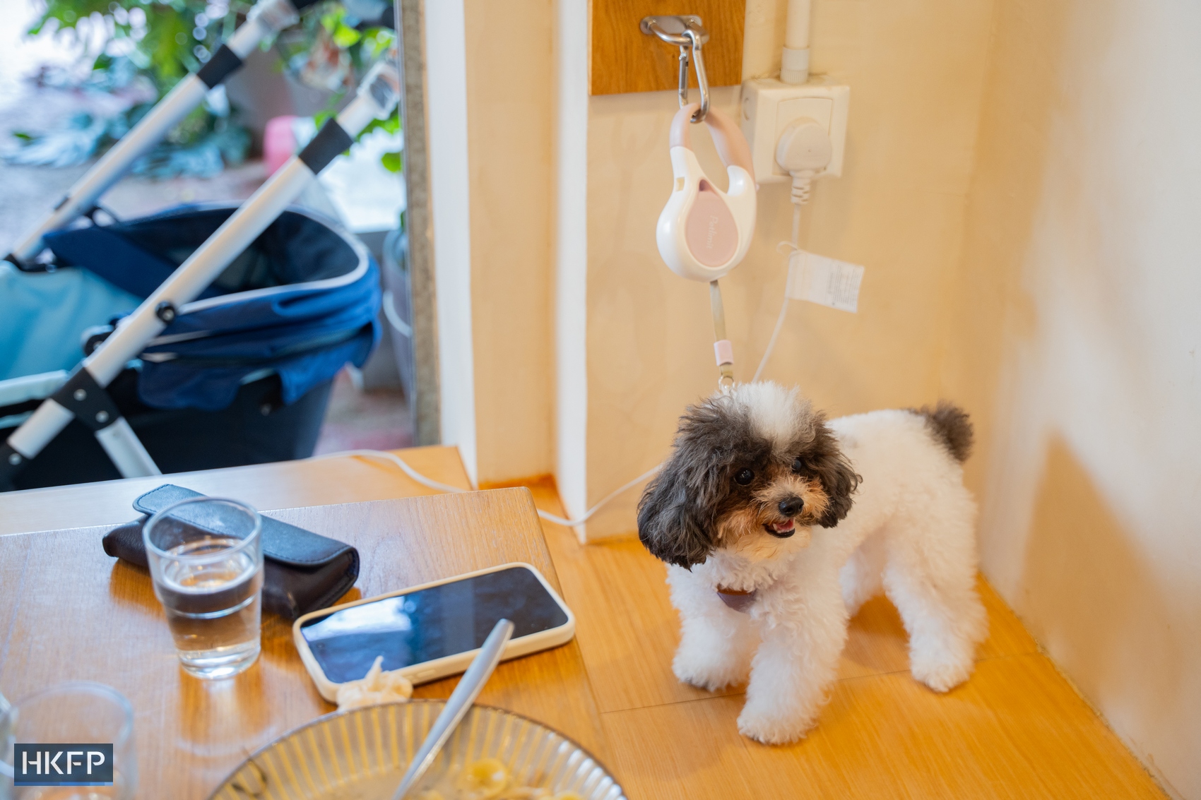 Pet dogs inside Wan Land Mori cafe in Kowloon City on July 12, 2026. Photo: Kyle Lam/HKFP.