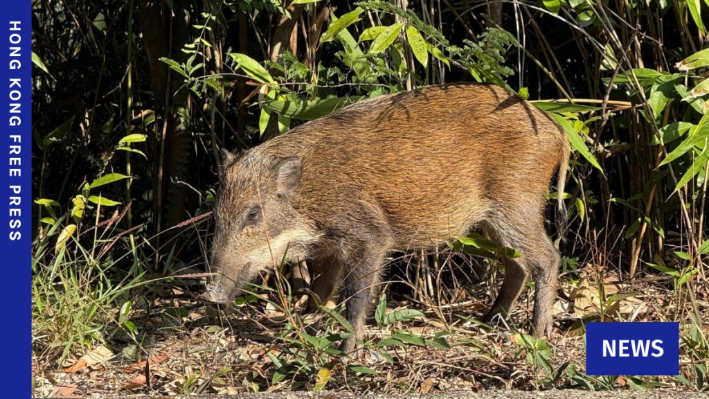More than 700 boars killed last year as population halved since catch-and-kill policy reinstated