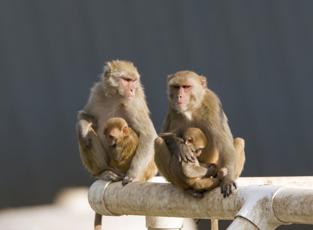 Rhesus Macaques at OHSU in 2008