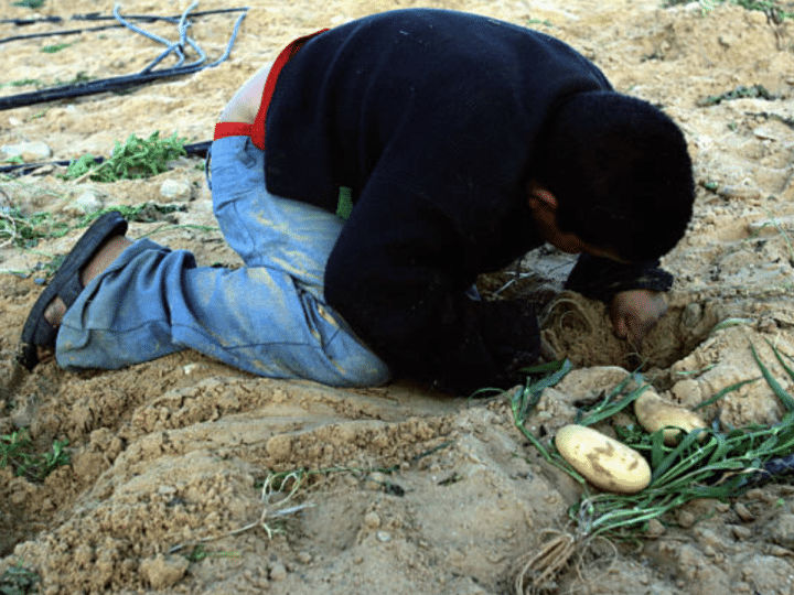 Gaza - boy crouches over vegetable field