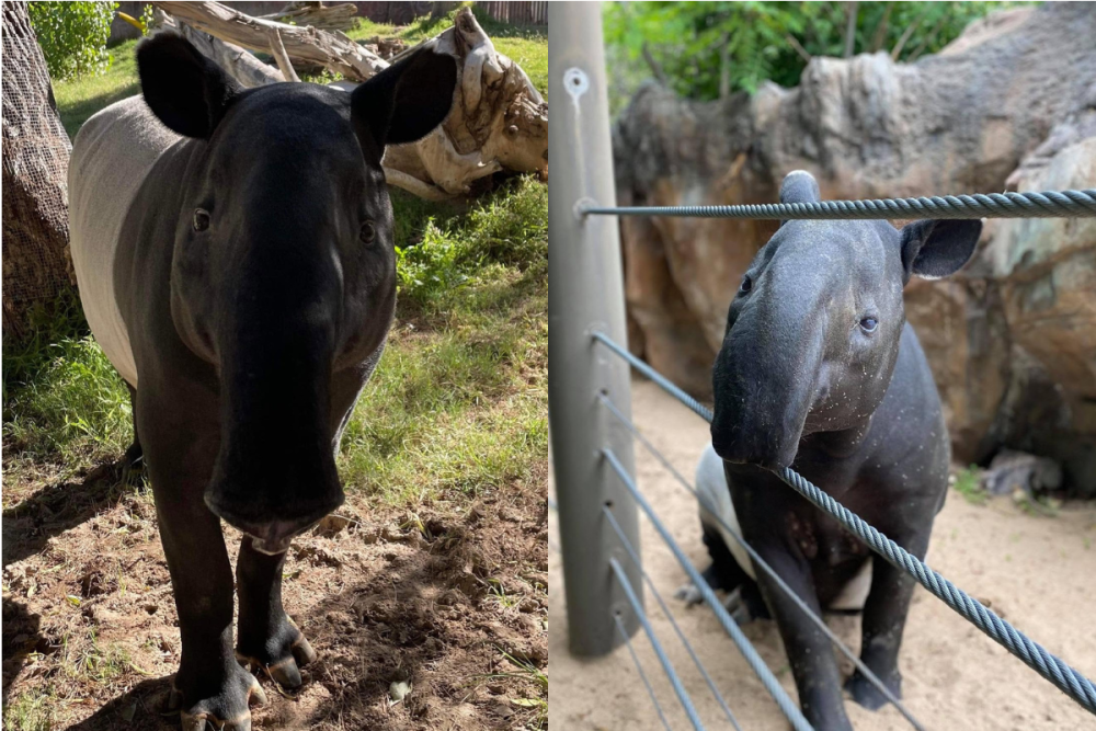 Denver Zoo tapirs