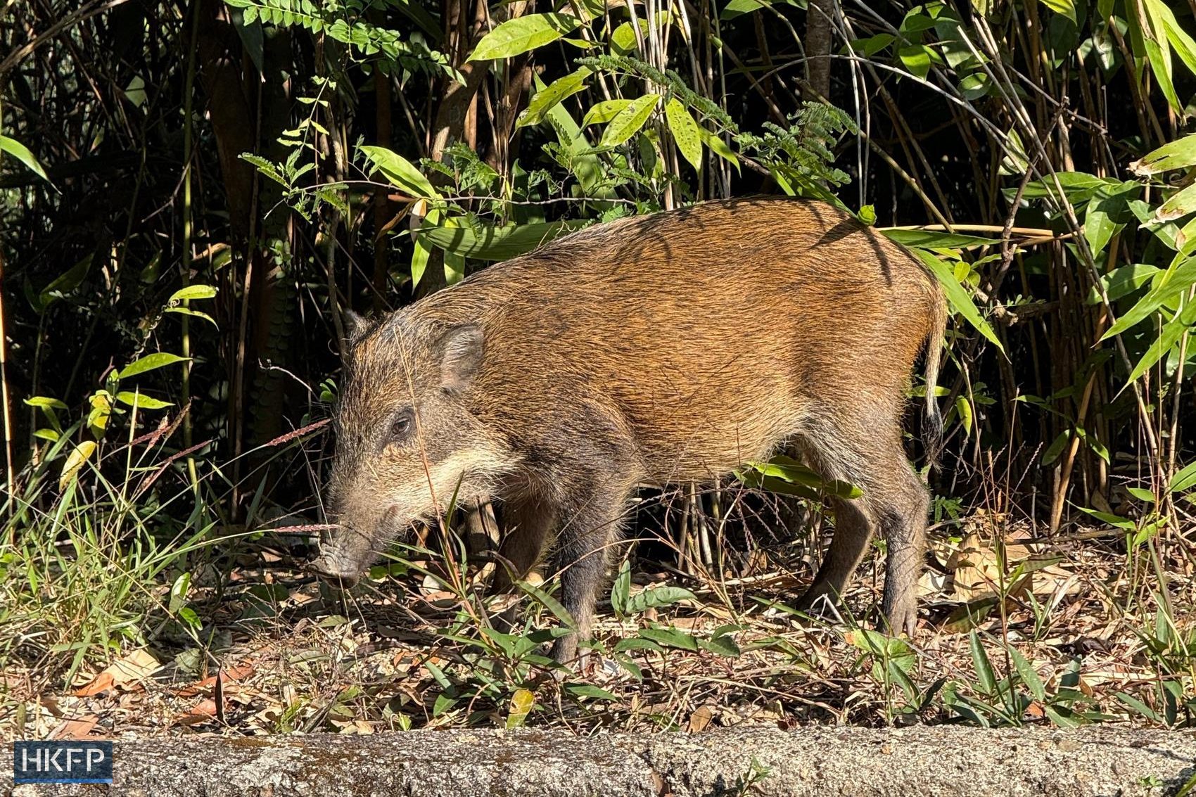 A wild boar in Hong Kong. Photo: Kelly Ho/HKFP.