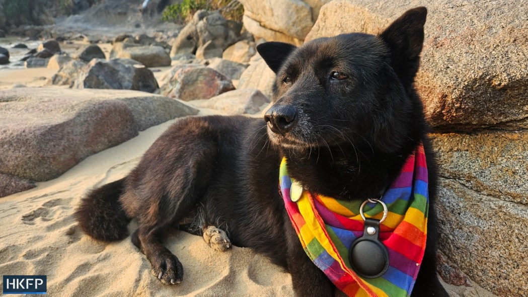Pixel the HKFP dog.