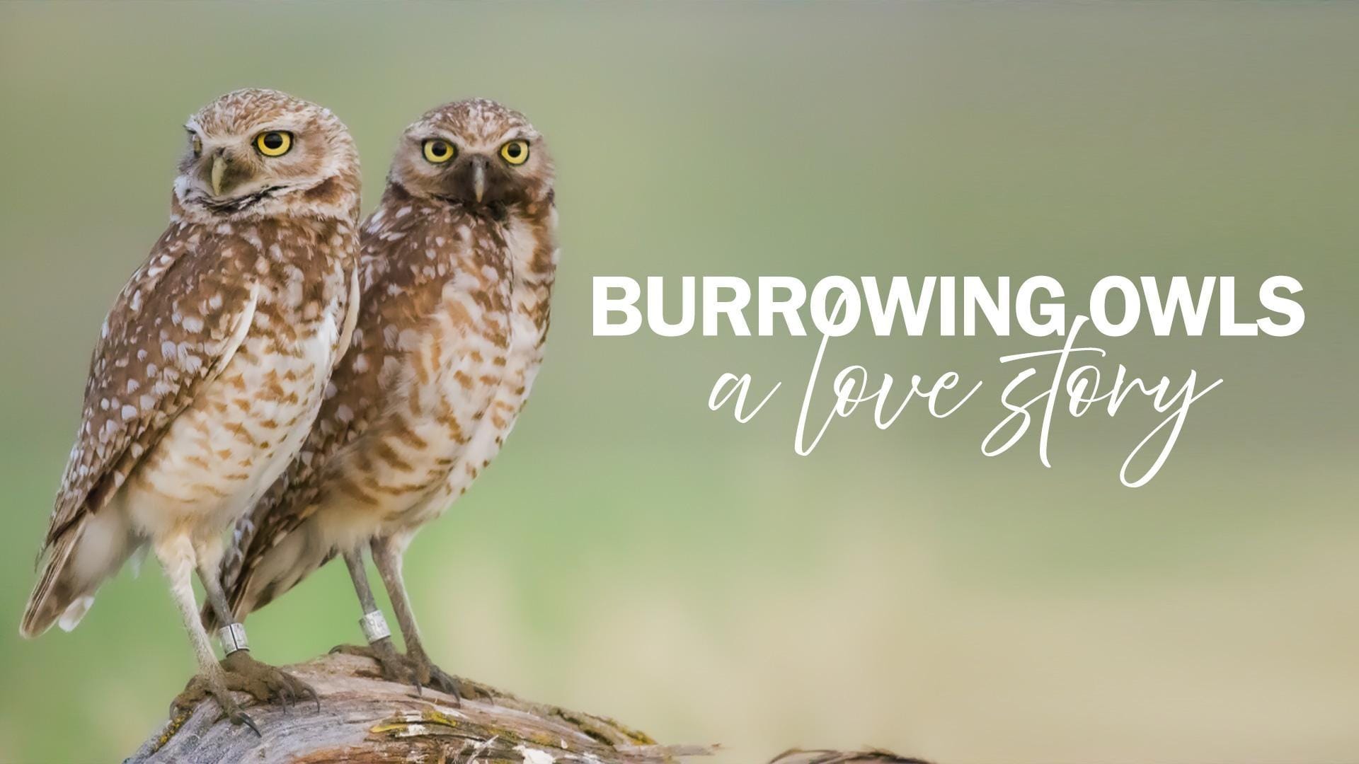 Burrowing Owls: A Love Story